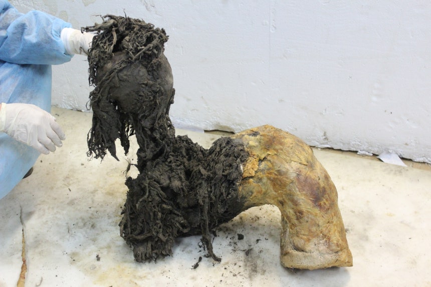 3만9천년 전 살았던 어린 털매머드