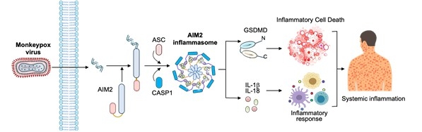 (Seoul=Yonhap News) Illustration of the process where AIM2 protein sensor induces inflammation response during monkeypox virus infection. 2025.11.25. [Provided by KDCA. Redistribution and DB prohibited]