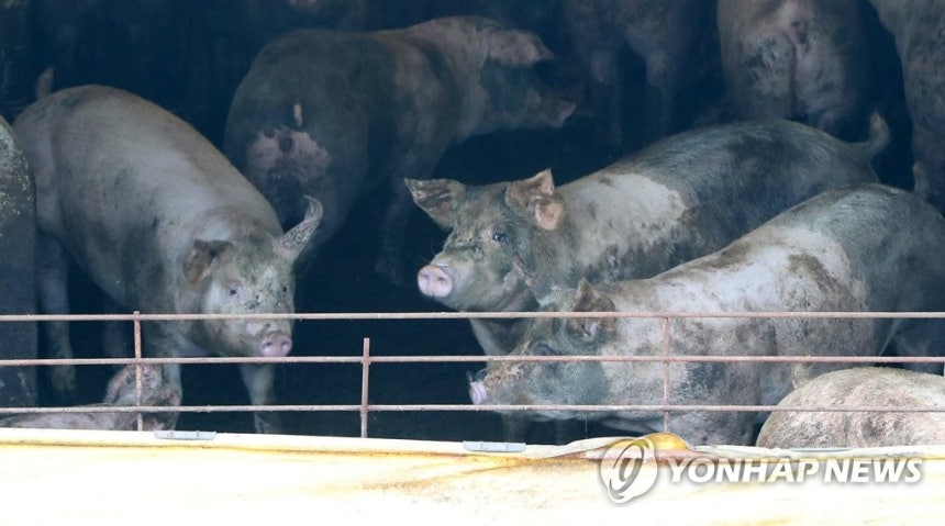 축사에 있는 돼지들<br>[연합뉴스 자료사진]