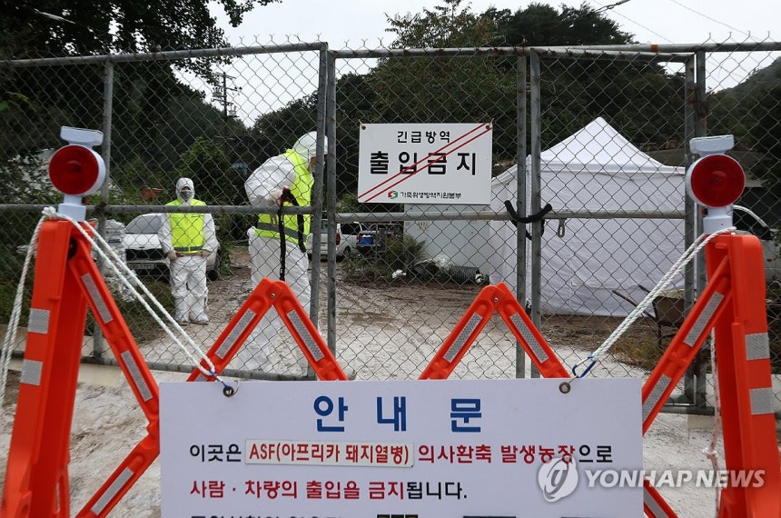 아프리카돼지열병 발생, 긴급 방역 중<br>[연합뉴스 자료사진]
