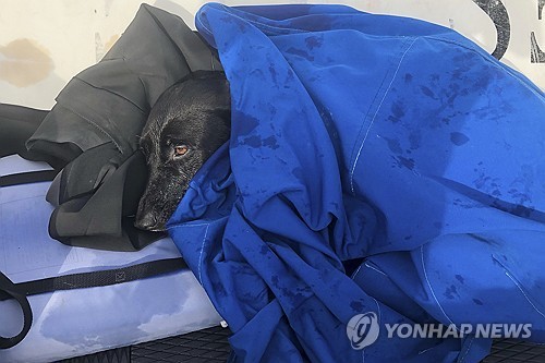 바다에서 구조된 개 