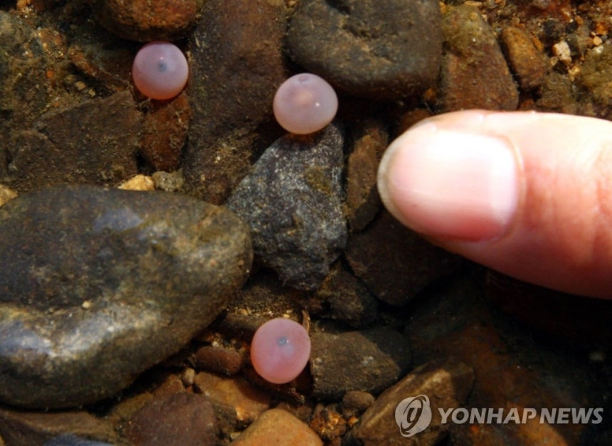 울산 태화강에서 발견된 연어 발안난 [연합뉴스 자료사진]