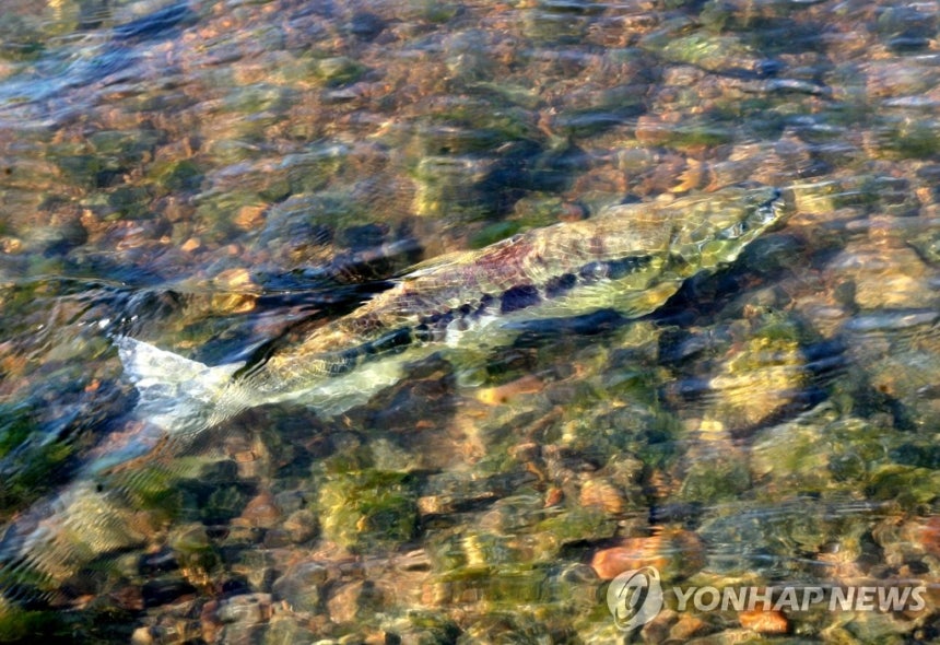 연어 돌아온 태화강 (울산=연합뉴스) 이상현 기자 = 울산 태화강에 연어가 돌아왔다.남구 삼호교 아래 태화강에서 연어가 헤엄치고 있다.2010.10.28 