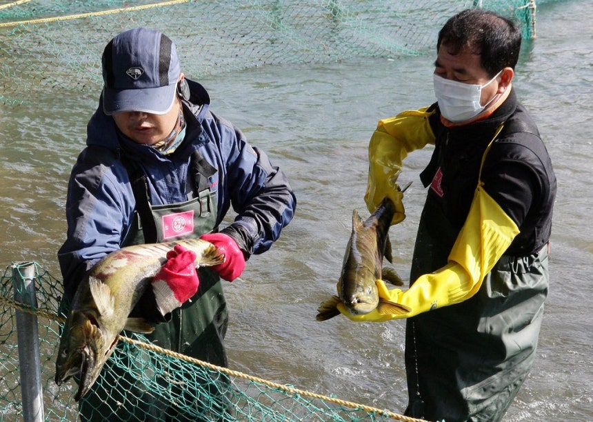 태화강에 올라온 연어 [연합뉴스 자료사진]