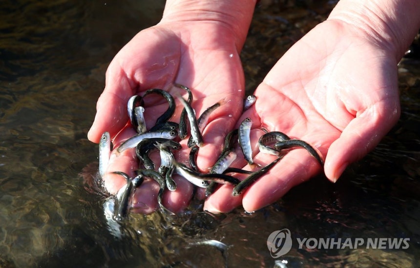 태화강에 방류되는 어린 연어 (울산=연합뉴스) 김용태 기자 = 10일 오후 울산시 중구 태화강 신삼호교 아래에서 열린 어린 연어 방류 행사에서 한 시민이 연어를 태화강에 놓아주고 있다.2015.3.10 yongta