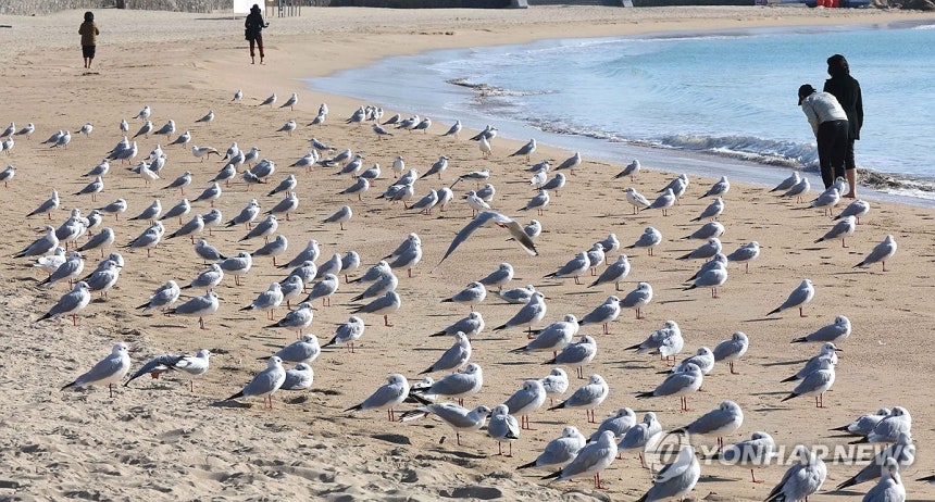 햇볕 쬐는 갈매기 [연합뉴스 자료사진]