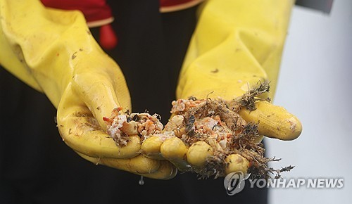 고수온에 폐사한 멍게 [연합뉴스 자료사진]