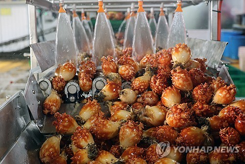 '바다의 꽃' 멍게 [연합뉴스 자료사진]