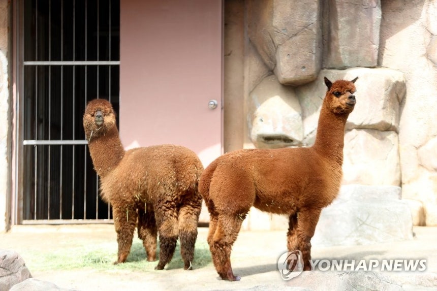 알파카 위 이미지는 기사와 직접 관련 없습니다.[연합뉴스 자료사진]