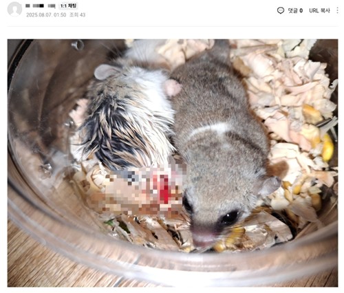 강제 합사로 상처 입은 소동물들 [네이버 카페 캡처.재판매 및 DB 금지]