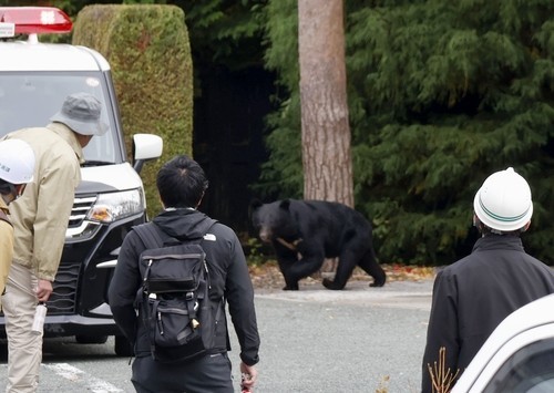 마을 출몰 곰에 日 피해 급증 [교도=연합뉴스,<a href=