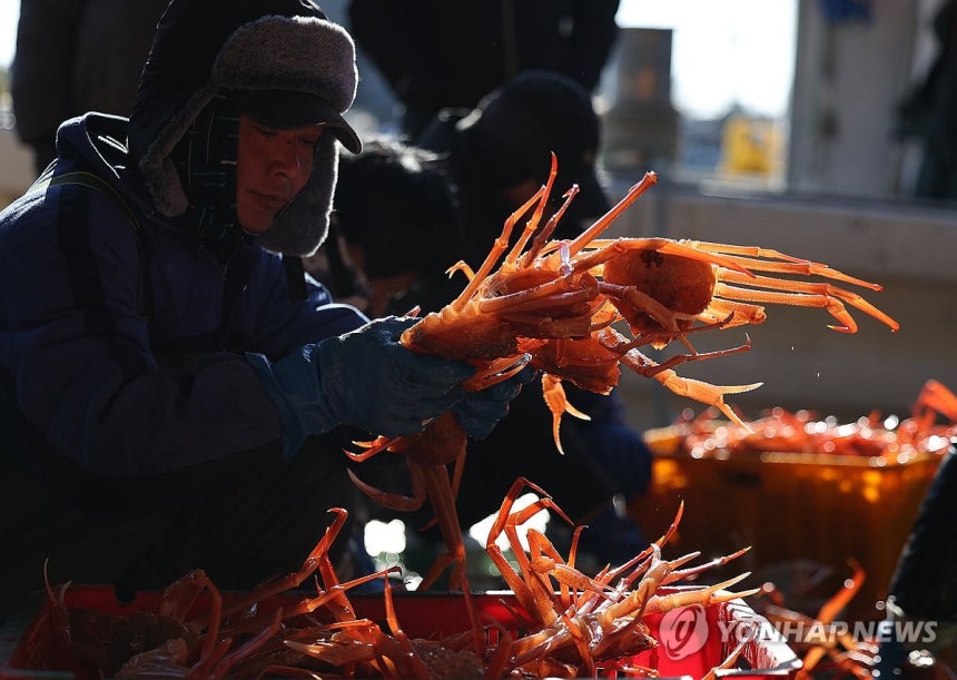 한파 속 잡아 올린 게 (영덕=연합뉴스) 윤관식 기자 = 추위가 이어진 2일 경북 영덕군 강구항에서 열린 새해 첫 대게 경매에서 작업자들이 게를 분류하고 있다.2026.1.2 