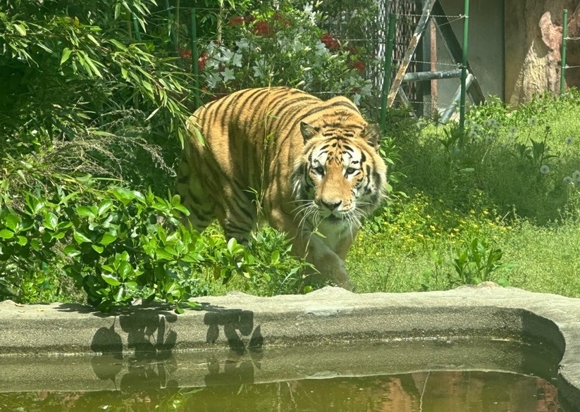 광주 우치공원에 구조된 '호광이' [광주시 제공.재판매 및 DB 금지]