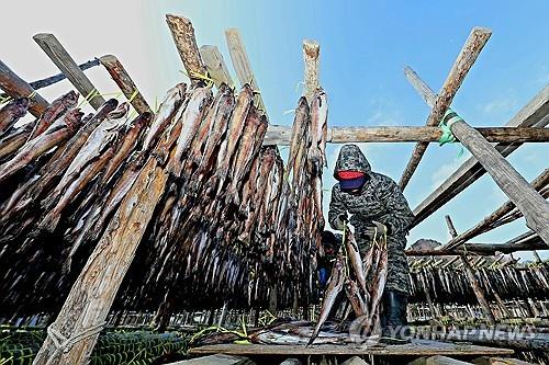 "한파야 반갑다" 인제 황태덕장 활기
  (인제=연합뉴스) 한파가 몰아친 28일 오전 강원 인제군 용대리의 한 황태덕장에서 주민들이 명태를 덕장에 내거는 덕걸이 작업을 하고 있다. 2025.12.28 [인제군 제공.