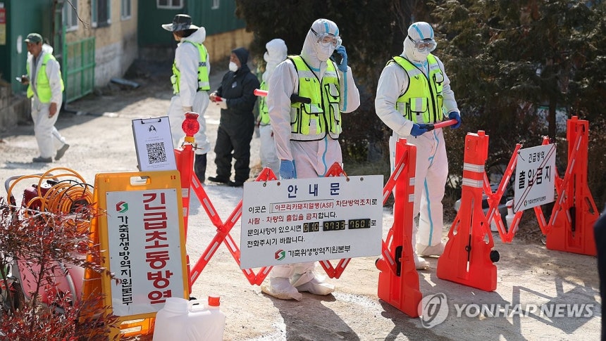 돼지농장서 아프리카돼지열병 발생