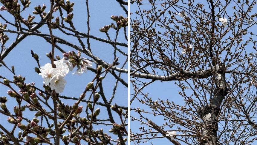 제주지방기상청 내 계절관측용 벚나무 개화
[제주지방기상청 제공. 재판매 및 DB 금지]