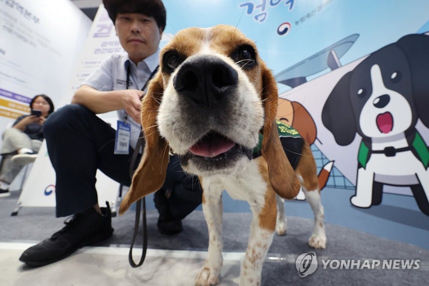'검역탐지견의 새 가족을 찾아요' (서울=연합뉴스) 임화영 기자 = 25일 서울 서초구 aT센터에서 열린 '2025 대한민국 농업박람회'의 반려산업관에서 검역탐지견이 등장해 민간 입양 홍보를 하고 있다. 2025.9