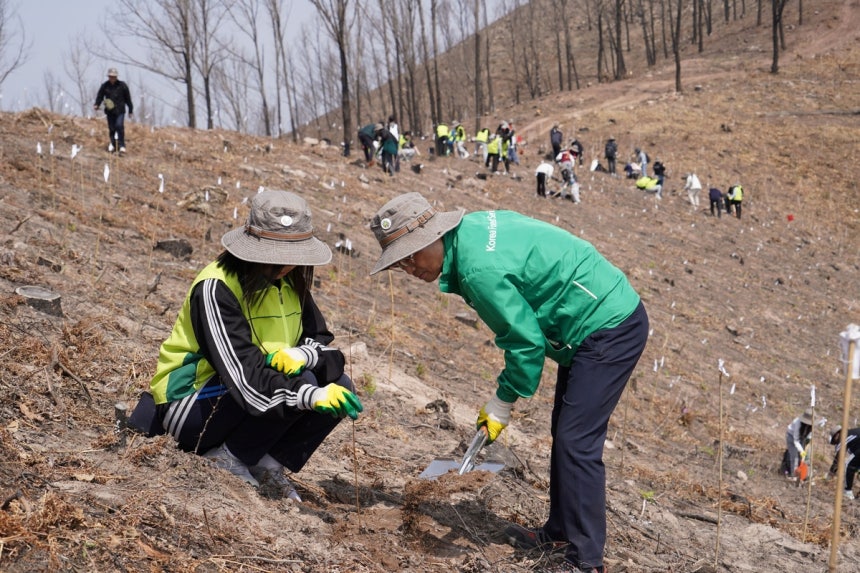 안동 산불 피해지에서 나무 심는 박은식 산림청장(오른쪽) [산림청 제공.재판매 및 DB 금지]