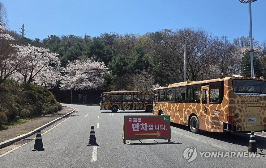 늑대 탈출한 대전 오월드 (대전=연합뉴스) 이주형 기자 = 8일 오전 9시 30분께 대전 중구 사정동 오월드 사파리에서 늑대 1마리가 탈출했다. 오월드 측과 중구, 경찰, 소방당국 등은 늑대를 수색 중이다. 오월드는