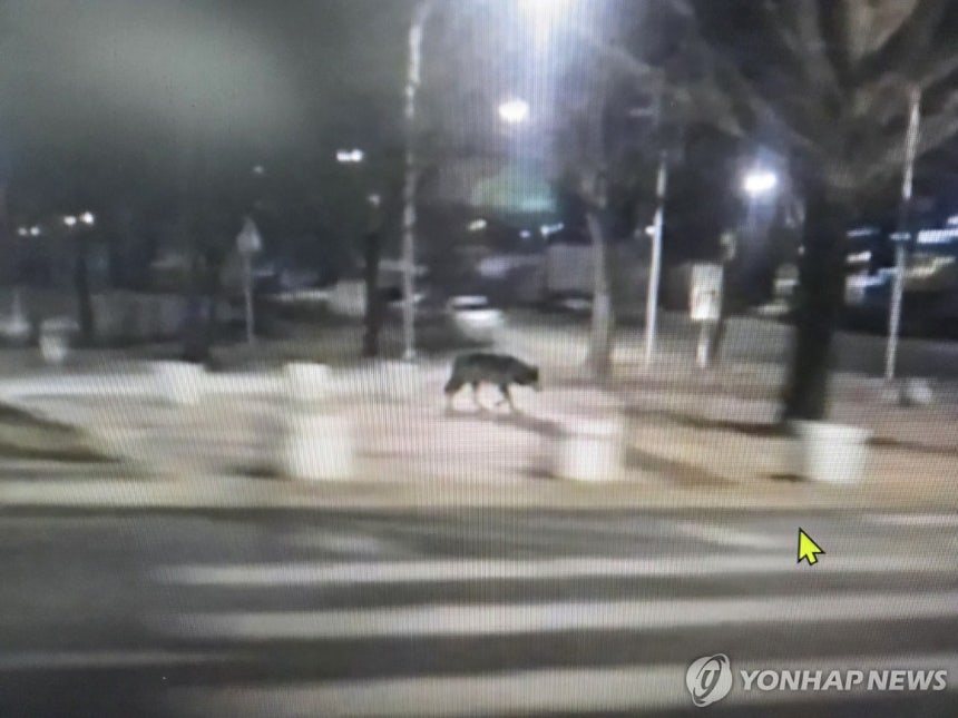 [잡담] 늑구 못 잡는 이유가 있었네 | 인스티즈