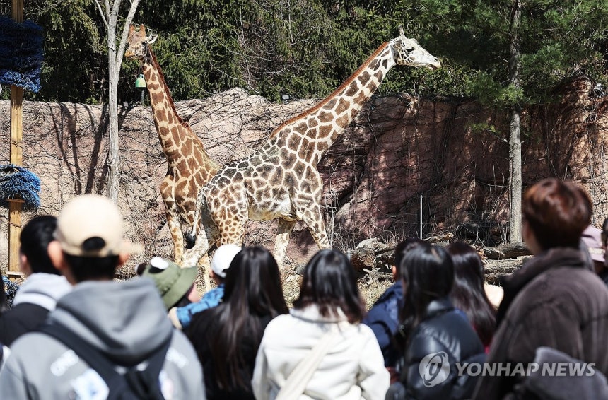 동물원에 찾아온 봄 3월19일 경기도 용인시 에버랜드 워킹 사파리를 찾은 시민들이 기린을 바라보고 있다.[연합뉴스 자료사진]