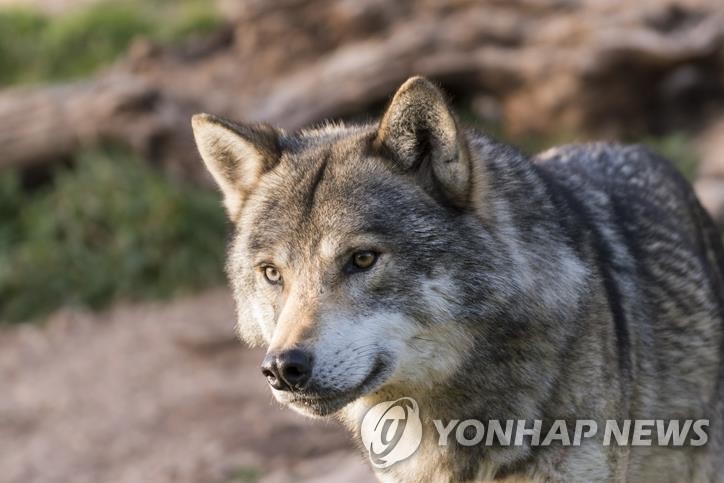 회색늑대
[게티이미지 제공]