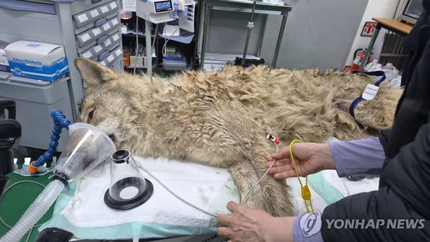 대전 오월드 탈출한 