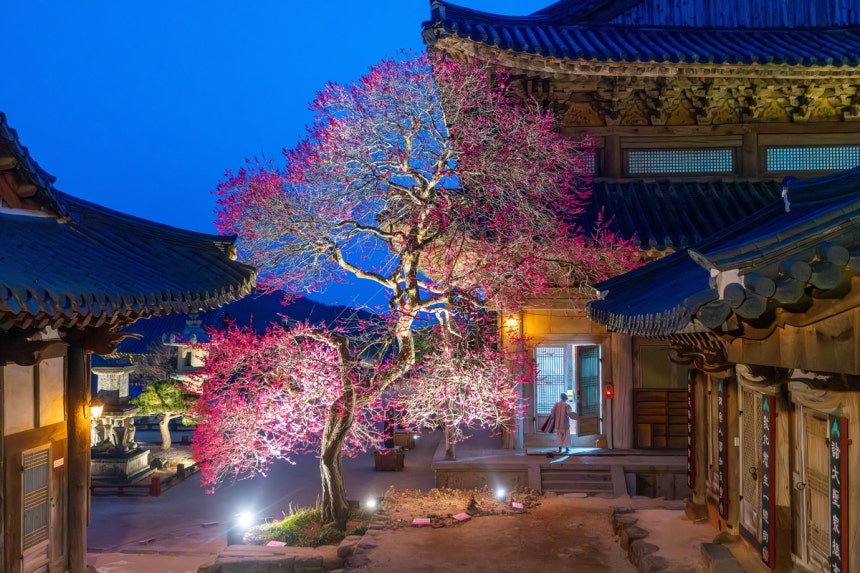 전문가부문 최우수상 '화엄사 홍매화 아래 새벽 예불에 피어난 서원'(이재형) [화엄사 제공.재판매 및 DB 금지]