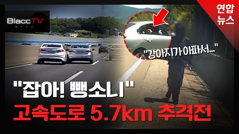 사고 내고 "강아지 아파서 가야 해요" 황당한 뺑소니 추격전