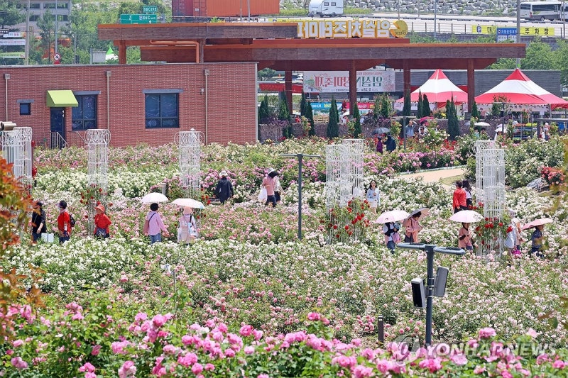 <b>장미</b>의 향연