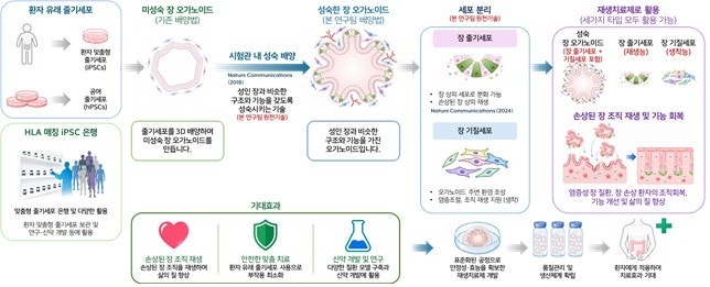 손상된 장을 다시 살리는 오가노이드 치료제 '개발 속도'
