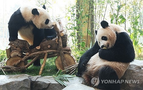푸바오 동생 루이·후이바오도 안녕... 올겨울 중국 귀환 확정적
