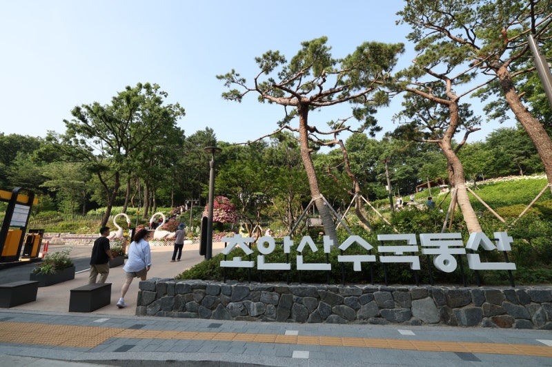 쓰레기장이 수국 천국으로... 노원구 수국축제 스케일 미쳤다