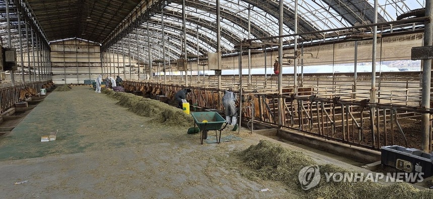 고양시 한우 농가서 두 번째 구제역 발생<br>(고양=연합뉴스) 27일 오전 경기도 고양시의 한 한우 농가에서 구제역이 발생해 방역 당국이 현장을 살펴 보고 있다. 지난 19일에 이어 고양시에서 두 번째 발생한 구제역이며
