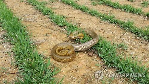 2016년 광주의 주택 부엌에서 발견됐던 황구렁이.포획 후 인근 야산에 방사됐다.[광주 광산소방서 제공.재판매 및 DB 금지]