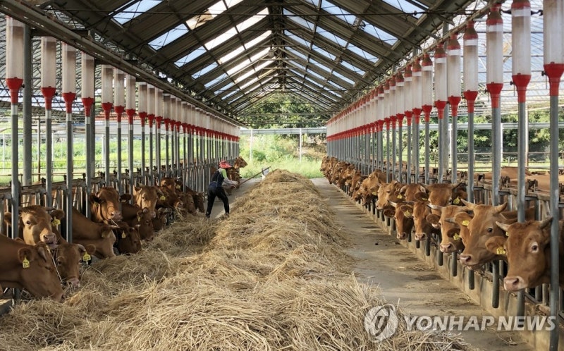 <b>순창</b> 한우농장서 올해 첫 <b>럼피스킨</b>병 <b>발생</b>…긴급 방역