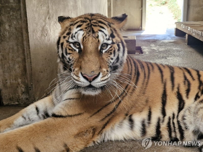 "백두산호랑이 보러 오세요"…<b>백두대간수목원</b>서 특별 공개 행사