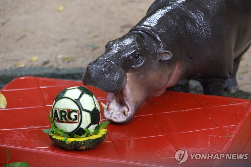 [<b>월드컵</b>] 트럼프 당선 맞힌 태국 새끼 하마, 아르헨 우승 예측