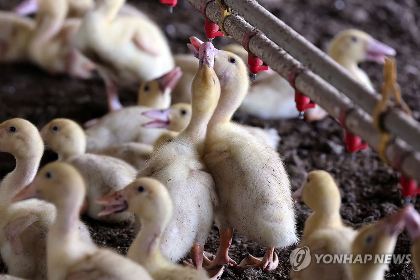물로 더위 달래는 오리 (나주=연합뉴스) 민현기 기자 = 전남광주 전역에 폭염특보가 이어지고 있는 27일 오전 나주시 세지면 죽동리의 한 농장에서 오리들이 하나의 급수꼭지로 같이 물을 마시고 있다. 2026.7.27