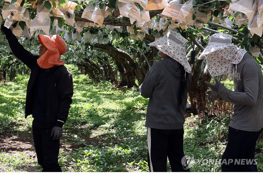 폭염에도 일하는 계절근로자 (나주=연합뉴스) 민현기 기자 = 전남광주 전역에 폭염특보가 이어지고 있는 27일 오전 나주시 봉황면 한 과수원에서 계절근로자들이 더위를 참아내며 일하고 있다. 2026.7.27 mhk02