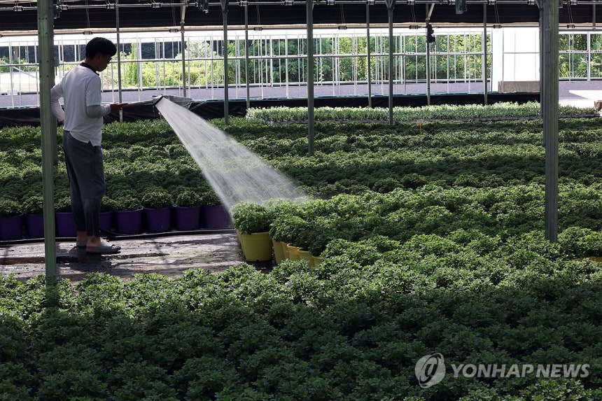 폭염에 힘든 농업 현장 (공주=연합뉴스) 양영석 기자 = 충남 일부 지역에 폭염중대경보가 내려진 5일 오후 충남 공주의 한 화훼재배 비닐하우스에 한 농민이 국화가 더위를 이겨낼 수 있도록 화분에 물을 뿌려주고 있다.