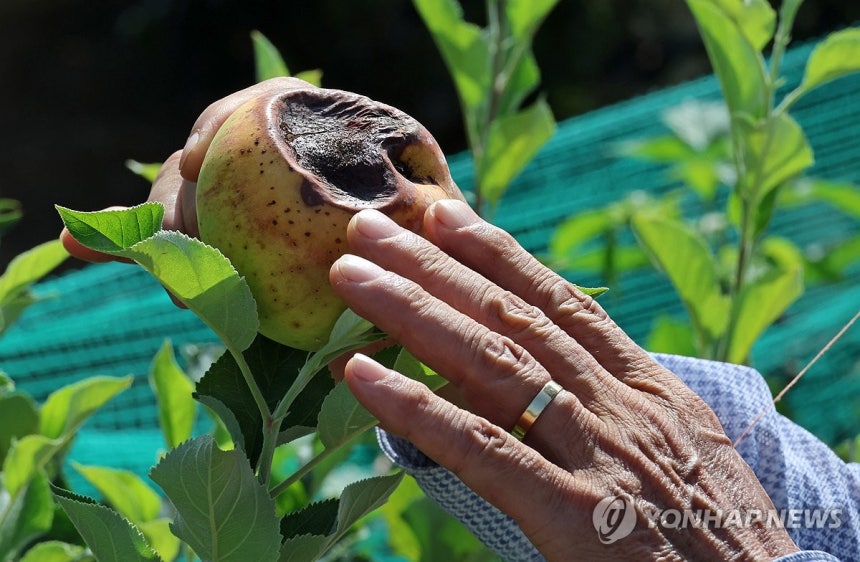 폭염에 사과 농가도 피해 (예산=연합뉴스) 김준범 기자 = 6일 오전 충남 예산군 신암면의 한 사과밭에서 강한 햇볕에 누렇게 변하고 검게 타들어 간 사과를 들고 있는 모습. 2026.8.6 psykims@yna.co