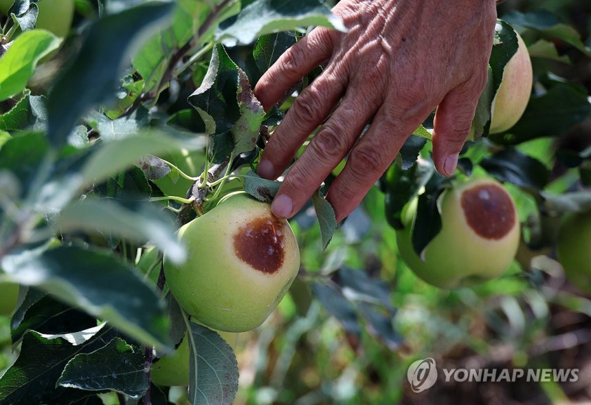 사과 농가도 폭염 피해 (예산=연합뉴스) 김준범 기자 = 6일 오전 충남 예산군 신암면의 한 사과밭에서 강한 햇볕에 누렇게 변하고 검게 타들어 간 사과가 나무에 달려 있다. 2026.8.6 psykims@yna.co
