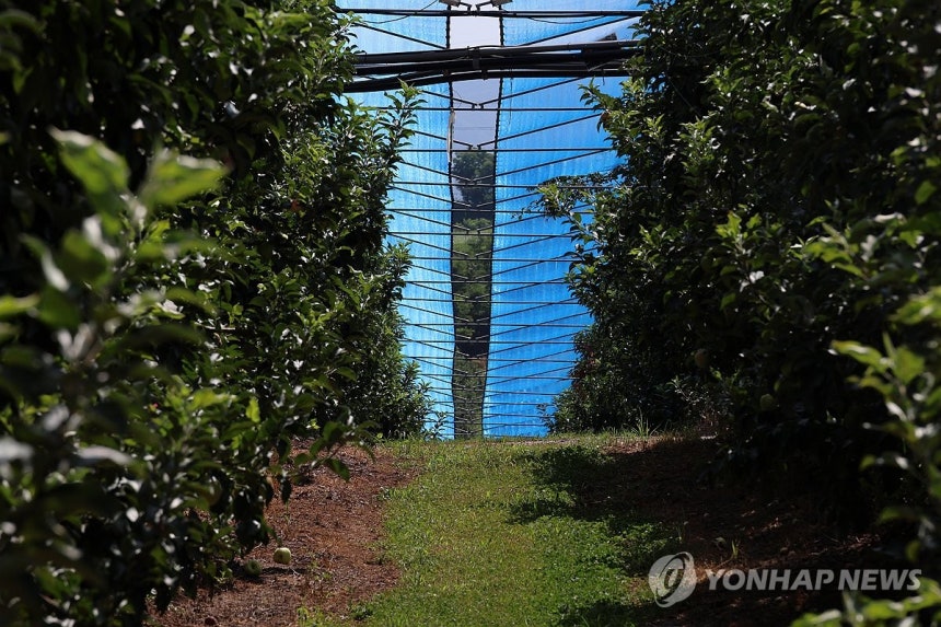 폭염 막는 사과밭 차광망 (예산=연합뉴스) 김준범 기자 = 6일 오전 충남 예산군 신암면의 한 사과밭에 폭염 피해를 줄이기 위한 차광망이 설치돼 있다. 2026.8.6 psykims@yna.co.kr