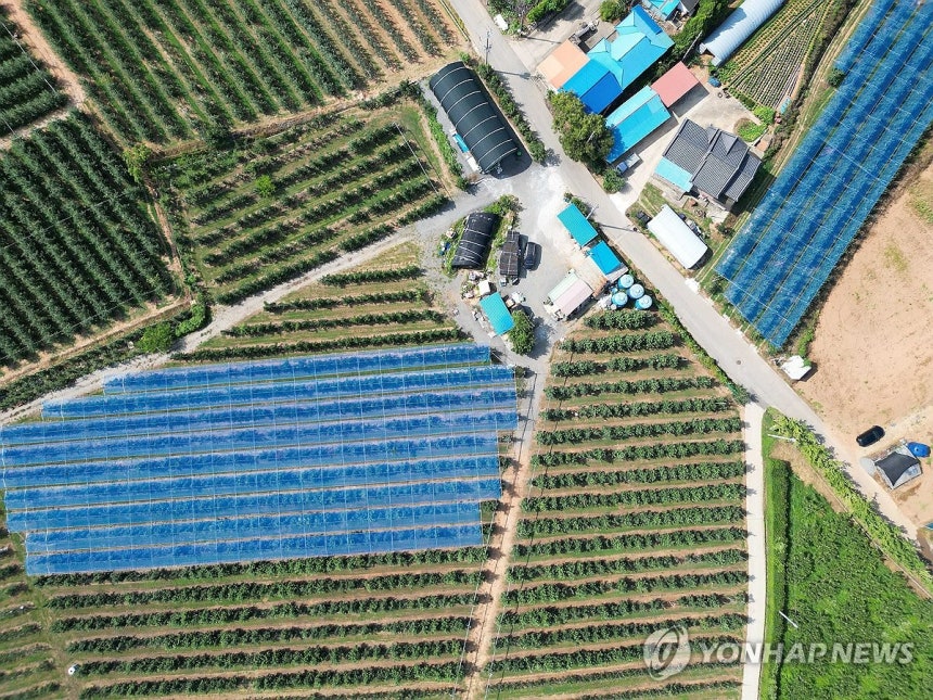차광망 설치한 사과 농가 (예산=연합뉴스) 김준범 기자 = 6일 오전 충남 예산군 신암면의 한 사과밭에 폭염 피해를 줄이기 위한 차광망이 설치돼 있다. 2026.8.6 psykims@yna.co.kr