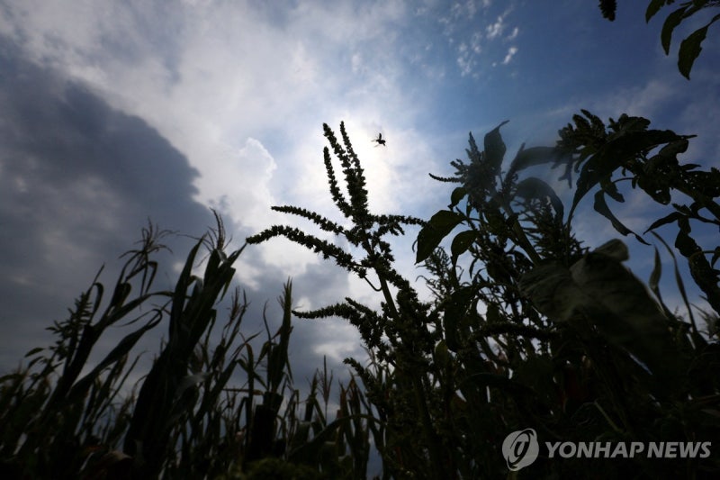 밥상 물가 또 비상! 폭염과 전쟁이 불러온 3년 반 만의 '퍼펙트 스톰'