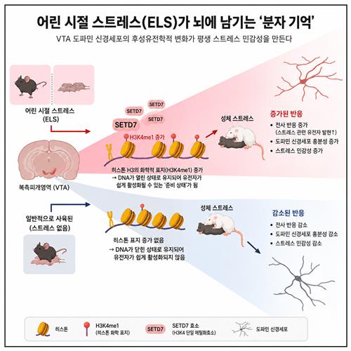 "어린 시절 트라우마,뇌세포에 '분자 흉터' 남긴다" ChatGPT 활용 제작 인포그래픽 [Neuron,Hye Ji J.Kim et al.제공.재판매 및 DB 금지] 