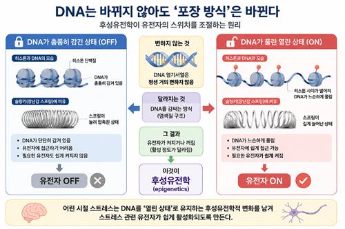 어린 시절 스트레스에 의한 뇌세포의 후성유전학적 변화 및 영향 ChatGPT 활용 제작 인포그래픽.[Neuron,Hye Ji J.Kim et al.제공.재판매 및 DB 금지]