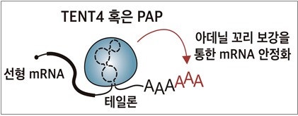 바이러스서 찾은 RNA 보호전략…<b>mRNA 수명 3배</b> 늘렸다