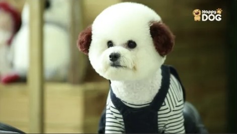 실험에 사용된 강아지 영상
[논문 발췌]